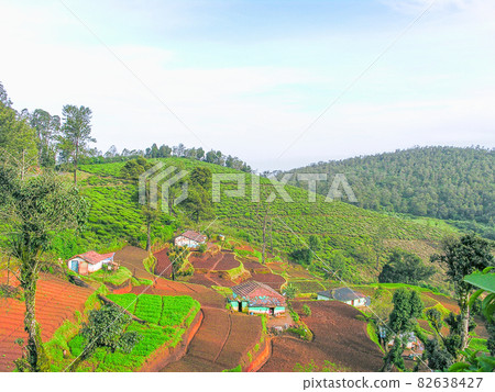 Tea gardens 82638427