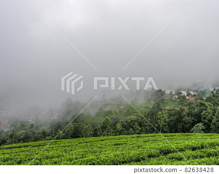 Tea gardens 82638428