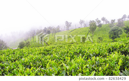 Tea gardens 82638429