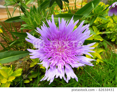 Stokesia laevis flowers also known as Stokes aster 82638431
