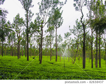 Tea gardens at Ooty, India 82638437