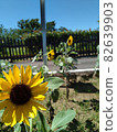 藍天和向日葵 82639903