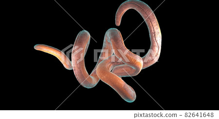 Single twisted nematode on a black background - 3d illustration Single twisted nematode on a black background - 3d illustration 82641648