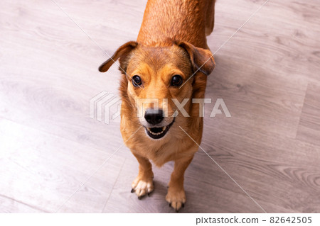 Redhead dog with two stand ears, portrait closeup Redhead dog with two stand ears, portrait closeup 82642505