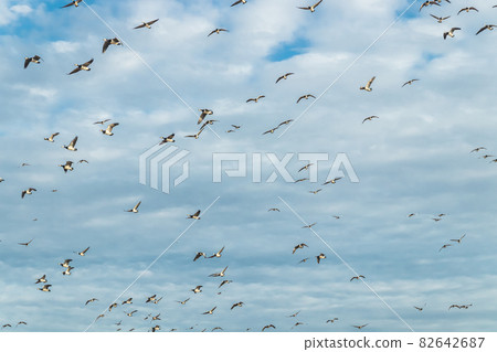 A big flock of barnacle gooses is flying in the sky. Birds are preparing to migrate south. September 2019, Finland 82642687