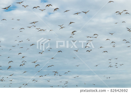 A big flock of barnacle gooses is flying in the sky. Birds are preparing to migrate south. September 2019, Finland A big flock of barnacle gooses is flying in the sky. Birds are preparing to migrate south. September 2019, Finland 82642692