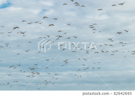 A big flock of barnacle gooses is flying in the sky. Birds are preparing to migrate south. September 2019, Finland 82642693