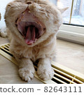 Photo with a cute redhead yawning cat 82643111
