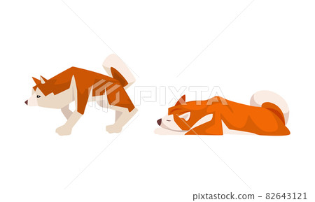 Shiba Inu as Japanese Breed of Hunting Dog with Prick Ears and Curled Tail in Standing and Lying Pose Vector Set 82643121