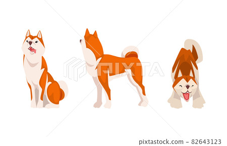 Shiba Inu as Japanese Breed of Hunting Dog with Prick Ears and Curled Tail in Sitting Pose Vector Set 82643123