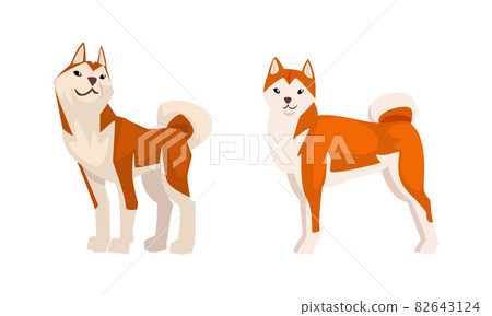Shiba Inu as Japanese Breed of Hunting Dog with Prick Ears and Curled Tail in Standing Pose Vector Set 82643124