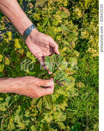 DGardener shows disease of red and black currants, infection with Gallic aphids Anthracnose 82643220