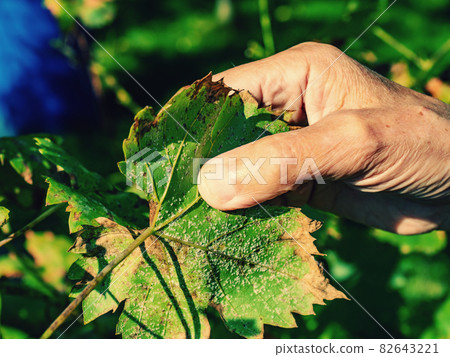 Winegrower examines a white aphid on the underside of a vine leaf. 82643221