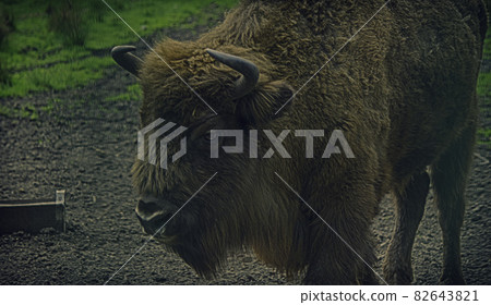 A majestic bison stands in an open-air cage in Belovezhskaya Pushcha in sepia style 82643821