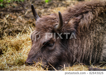 The head of an adult bison with closed eyes lies on a yellow hay 82643826