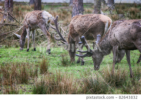 A herd of deer nibbles the grass in the meadow 82643832