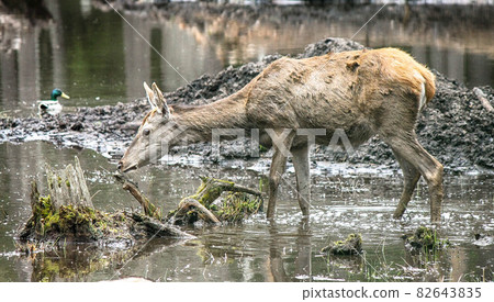 Roe deer sniffing the roots of a tree in a swampy area Roe deer sniffing the roots of a tree in a swampy area 82643835