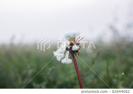 Dry branch of grass covered with dew in autumn fog Dry branch of grass covered with dew in autumn fog 82644082