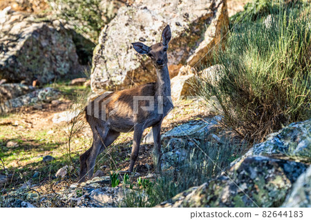 Iberian red deer, Cervus elaphus hispanicus. Monfrague National Park, Spain. 82644183