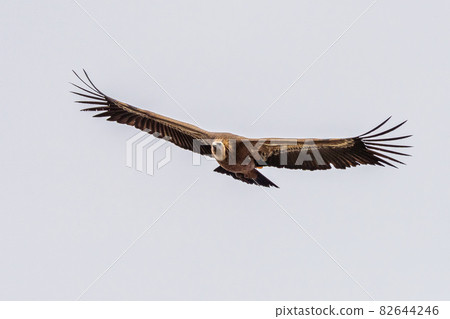 Griffon vulture, Gyps fulvus in Monfrague National Park. Extremadura, Spain 82644246