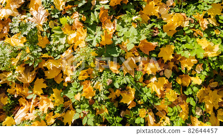 Fallen Autumn Foliage Lying On Green Grass. Fallen Autumn Foliage Lying On Green Grass. 82644457