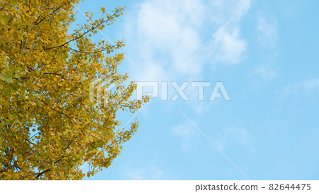 Autumn Foliage on a Blue Sky Background. Autumn Foliage on a Blue Sky Background. 82644475