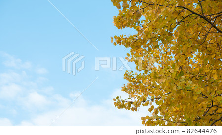 Autumn Foliage on a Blue Sky Background. Autumn Foliage on a Blue Sky Background. 82644476