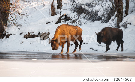 Two european bison crossing river in winter nature Two european bison crossing river in winter nature 82644508