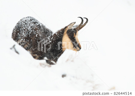 Tatra chamois standing on snow in wintertime nature 82644514