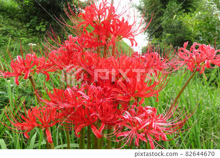 Cluster amaryllis 82644670