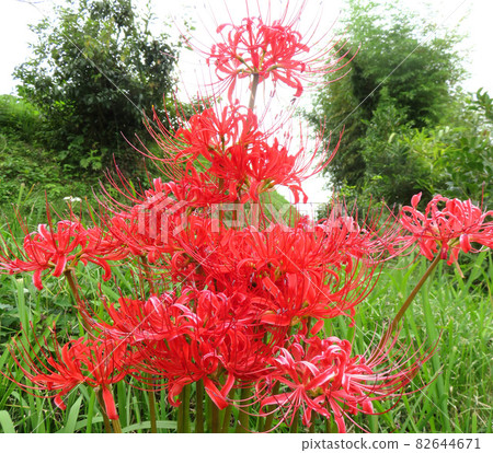 Cluster amaryllis 82644671