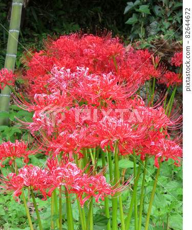 Cluster amaryllis 82644672