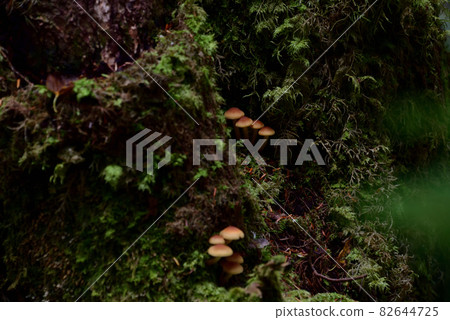 Moss forest 82644725