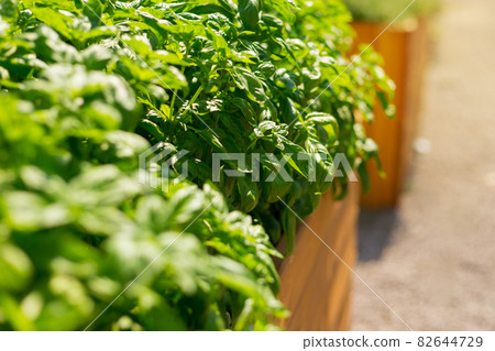 Sweet Basil green plants grows in garden. Botanical name is Ocimum basilicum. Organic Basil Plant Ready to Cook, healthy food concept, top view. Organic farming. 82644729