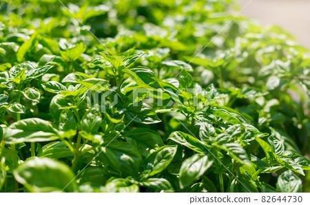 Sweet Basil green plants grows in garden. Botanical name is Ocimum basilicum. Organic Basil Plant Ready to Cook, healthy food concept, top view. Organic farming. 82644730