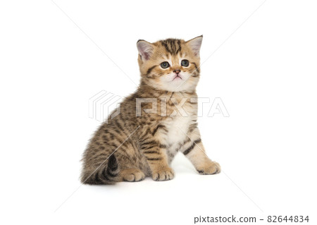 Small striped Scottish kitten of golden color Small striped Scottish kitten of golden color 82644834