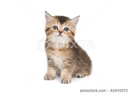 Small short-legged Scottish kitten Small short-legged Scottish kitten 82645072