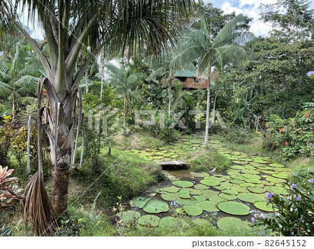 Amazon Wetlands 82645152