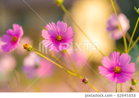 [Autumn material] Autumn cherry blossoms in the morning sun [Nagano Prefecture] 82645858