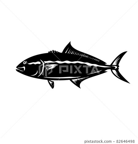 Greater Amberjack Seriola Dumerili Medregal Coronado Allied Kingfish Greater Yellowtail Mascot 82646498