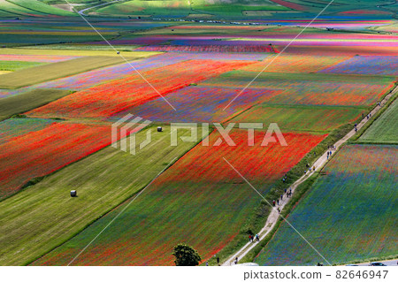 Lentil flowering with poppies and cornflowers in Castelluccio di Norcia, Italy Lentil flowering with poppies and cornflowers in Castelluccio di Norcia, Italy 82646947
