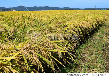 A rice leaf that has become golden A rice leaf that has become golden 82647003