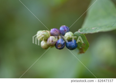 Fruit of Ishikawa 82647337