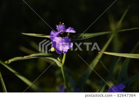 Purple herbs 82647364