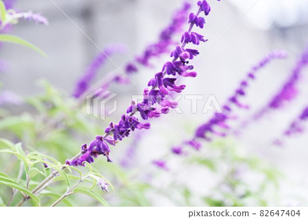 Amethyst Sage 82647404