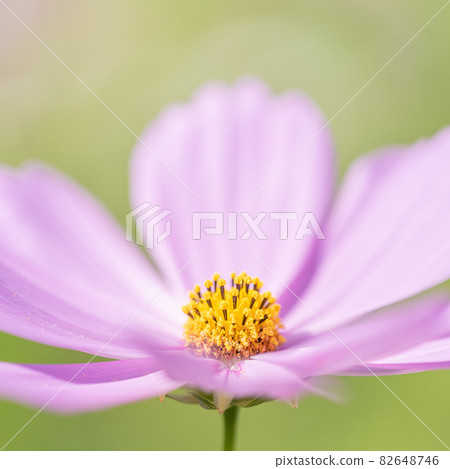 [Autumn] Pink cosmos flowers 1: 1 82648746