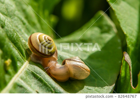 Amber Bradybaena (snail) 82648767