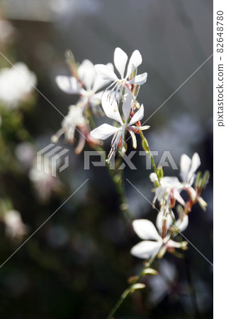 White gaura flowers blooming in the autumn field 82648780