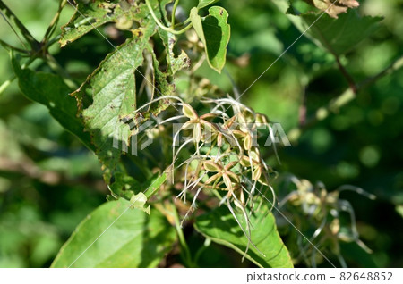 The mustache of the young Clematis hermit 82648852