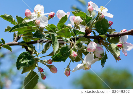The Apple Blossom The Apple Blossom 82649202